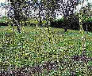 how to grow goji berries from seeds in your garden