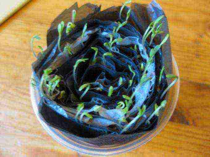 how to grow greens at home in winter without soil