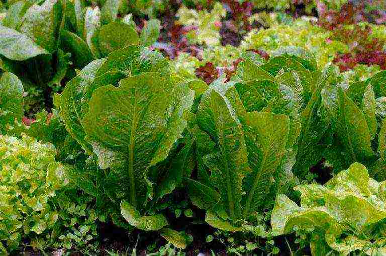 how to grow greens at home in winter without soil