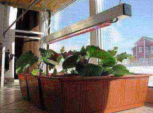 how to grow greens at home in winter on a windowsill