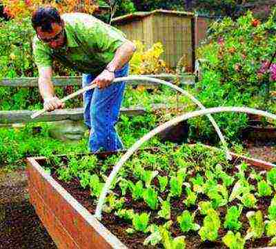 how to grow greens in a polycarbonate greenhouse