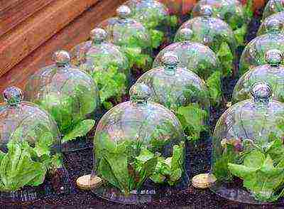 how to grow greens in a polycarbonate greenhouse