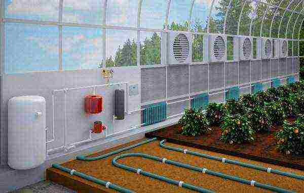 how to grow greens in a polycarbonate greenhouse