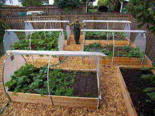 how to grow greens in a polycarbonate greenhouse