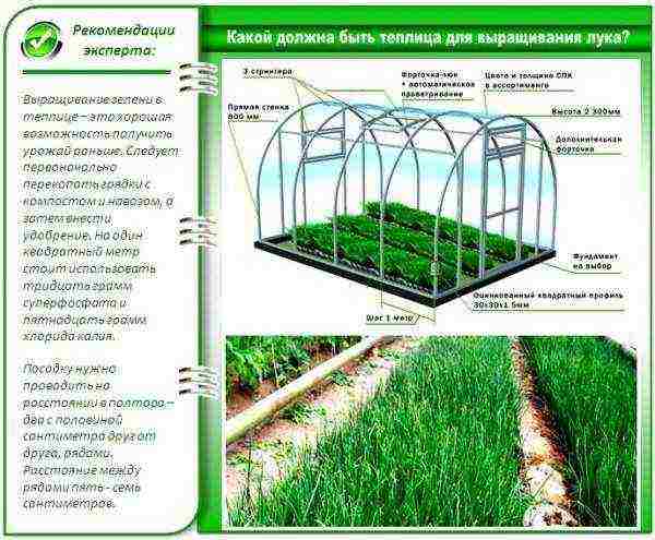 how to grow greens in a polycarbonate greenhouse