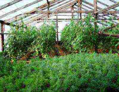 how to grow greens in a polycarbonate greenhouse