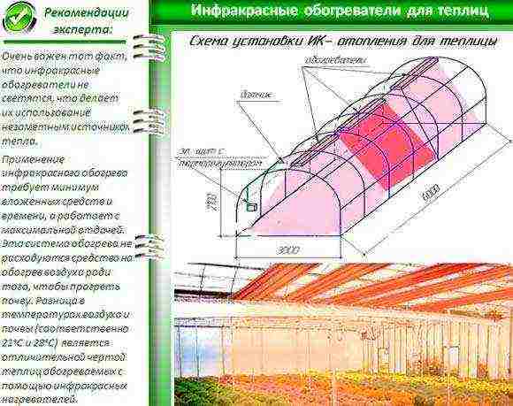 kung paano palaguin ang mga gulay sa isang polycarbonate greenhouse