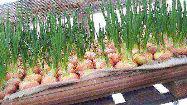 how to grow green onions in a greenhouse all year round