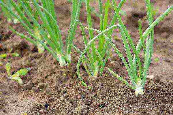 how to grow green onions in a greenhouse all year round