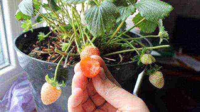 kung paano palaguin ang mga strawberry sa taglamig sa bahay