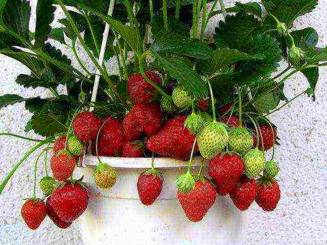 how to grow strawberries in winter at home