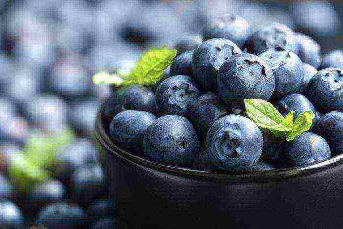 how blueberries are grown on an industrial scale