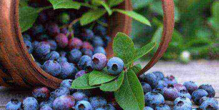 how blueberries are grown on an industrial scale