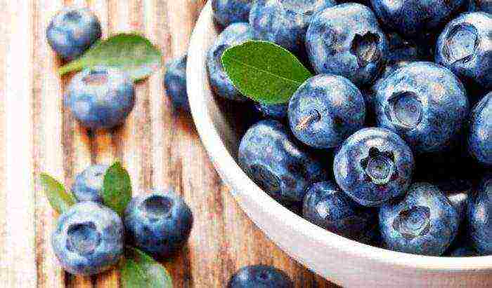 how blueberries are grown on an industrial scale