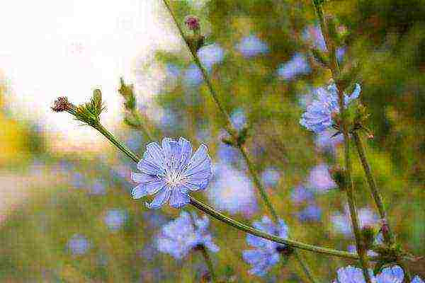 how chicory is grown commercially