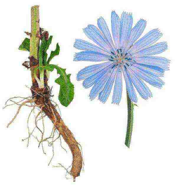 how chicory is grown commercially