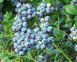 how blueberries are grown on an industrial scale