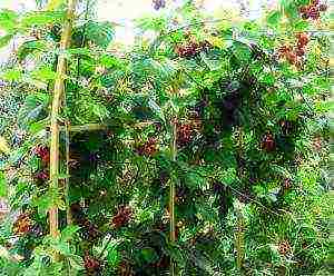 how blueberries are grown on an industrial scale