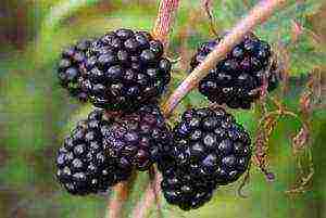 how blueberries are grown on an industrial scale