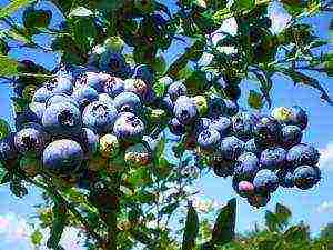 how blueberries are grown on an industrial scale