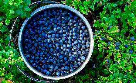 how blueberries are grown on an industrial scale