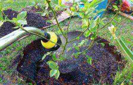 how blueberries are grown on an industrial scale