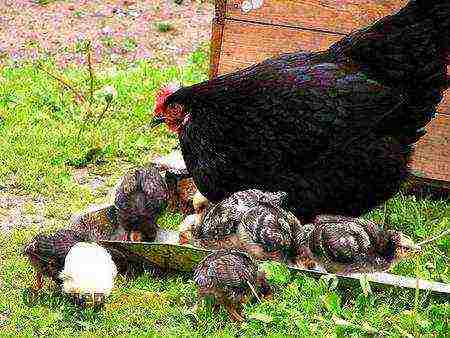 how chickens are raised in france at home