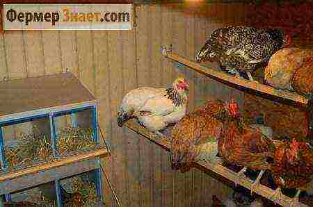 how chickens are raised in france at home