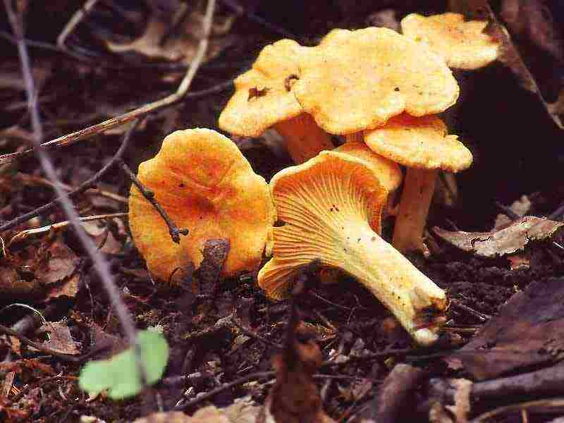 how chanterelles are grown on an industrial scale