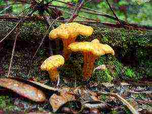 how chanterelles are grown on an industrial scale