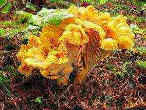 كيف تزرع chanterelles على نطاق صناعي