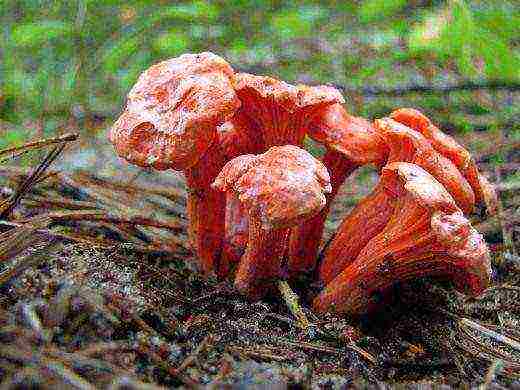 how chanterelles are grown on an industrial scale