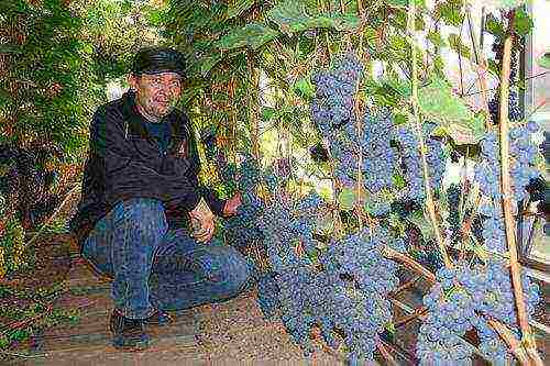 how grapes are grown on an industrial scale