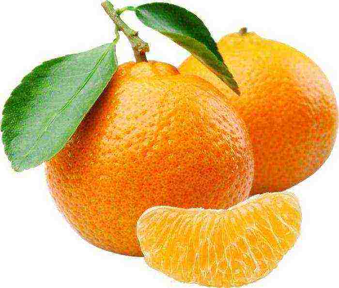 which country grows the largest oranges