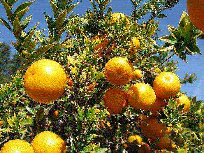 which country grows the largest oranges