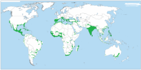 which country grows the largest oranges