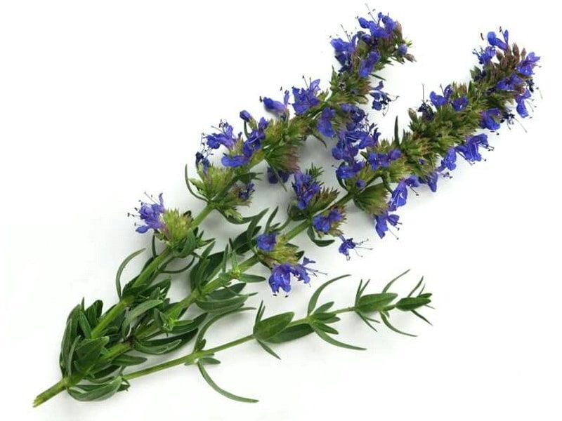 what fragrant herbs can be grown in the garden