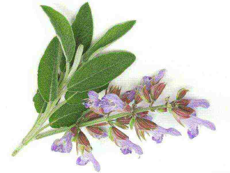 what fragrant herbs can be grown in the garden