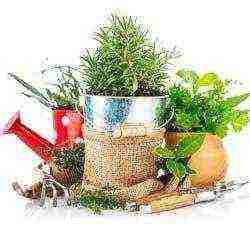 what fragrant herbs can be grown in the garden