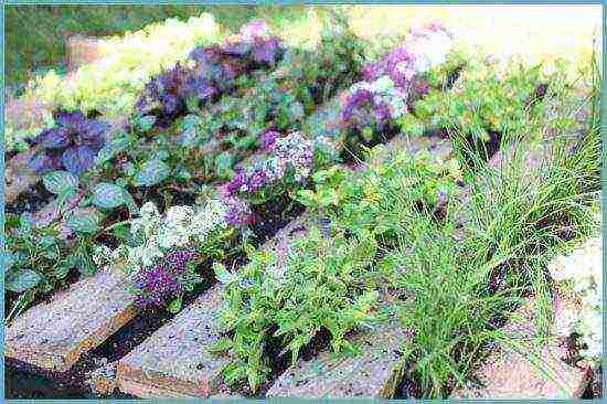 what fragrant herbs can be grown in the garden