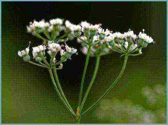 what fragrant herbs can be grown in the garden