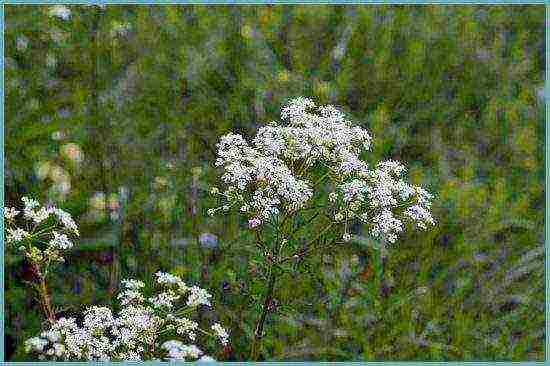 what fragrant herbs can be grown in the garden