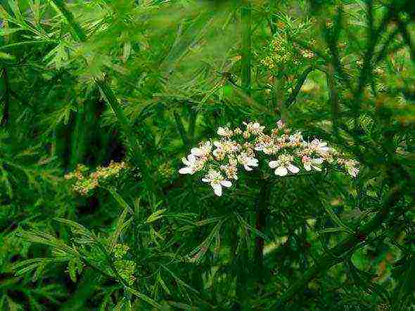 what fragrant herbs can be grown in the garden