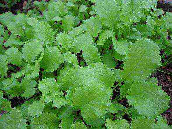 what fragrant herbs can be grown in the garden