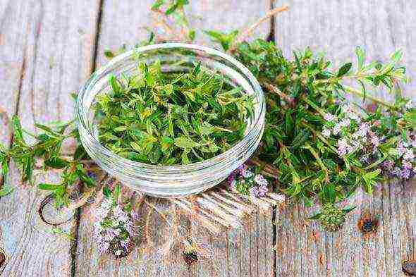 what fragrant herbs can be grown in the garden