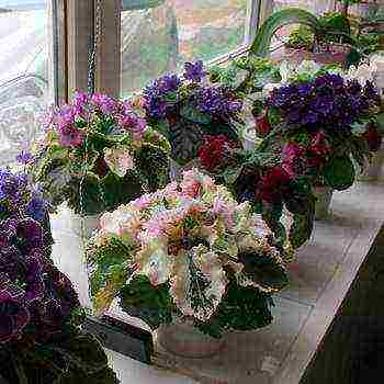what flowers can be grown at home on a windowsill