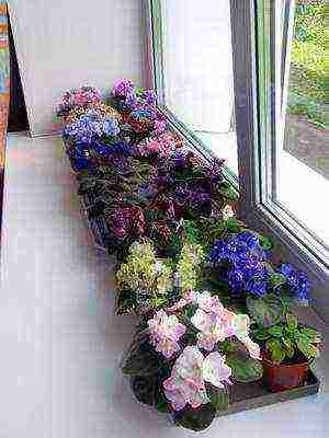 what flowers can be grown at home on a windowsill