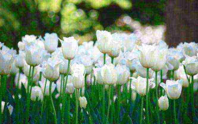 what flowers can be grown by March 8 in a greenhouse