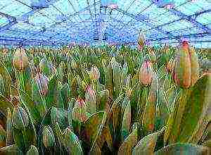 what flowers can be grown by March 8 in a greenhouse