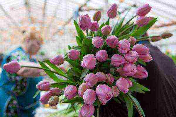 what flowers can be grown by March 8 in a greenhouse